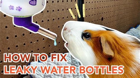 guinea pig water bottle leaking|Guinea Pig Water Bottle Leaking: Causes, Solutions